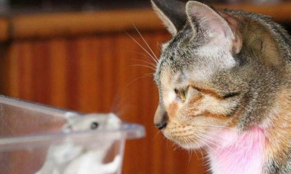 仓鼠捡到一只猫竟把它当儿子养,仓鼠捡到一只被遗弃的小奶猫