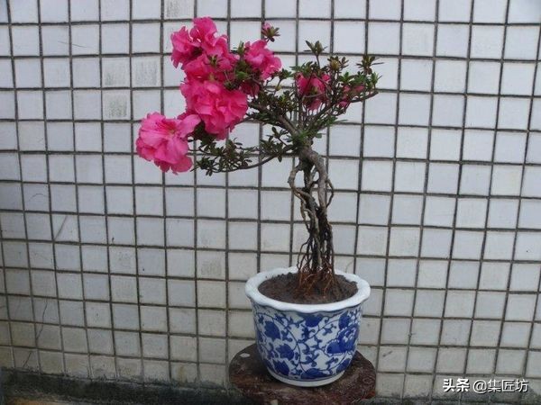 提根杜鹃盆景欣赏,杜鹃提根盆景浇水