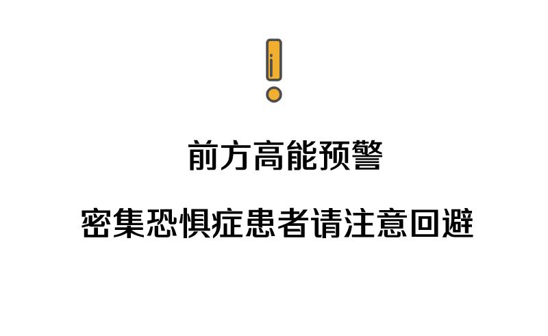 大水蚁进屋能活多久,大水蚁入侵房子