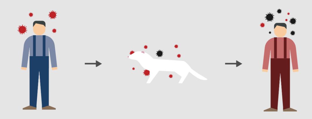 美国15000只貂死于新冠病毒，世卫组织发出这样的风险提醒