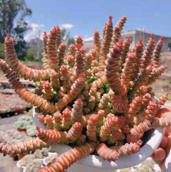 多肉火祭徒长可以不砍头么,多肉钱串子砍头怎么操作