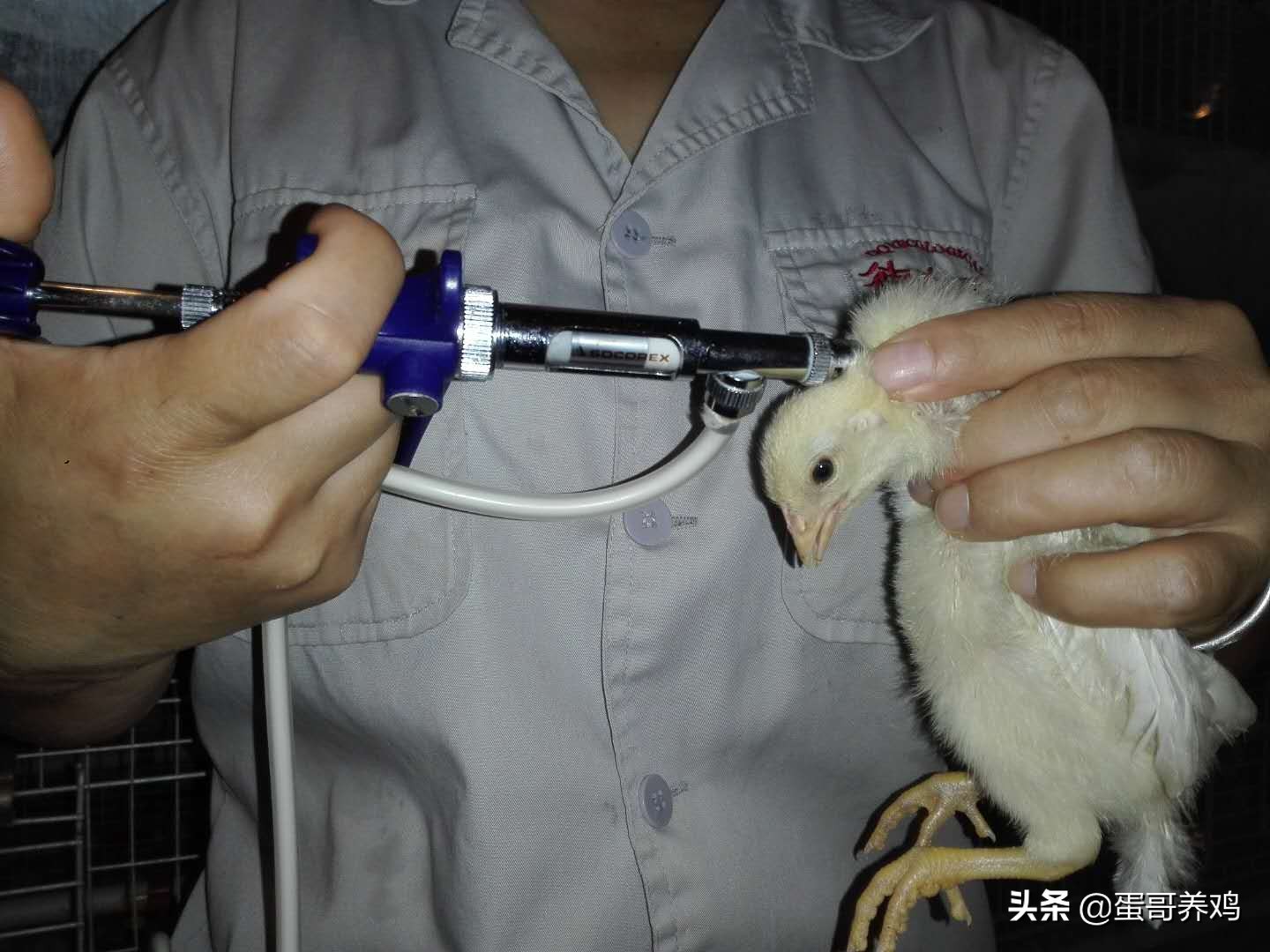 养鸡防疫流程,养鸡防疫最新方法