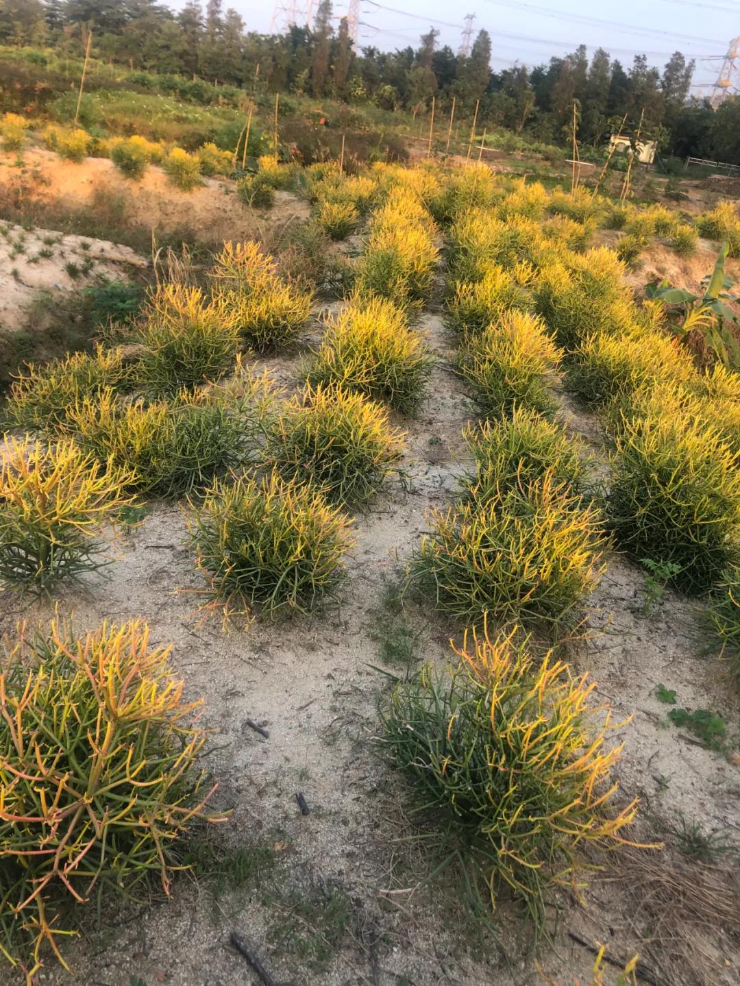 花园庭院设计花卉园艺,花园搭配的草类植物