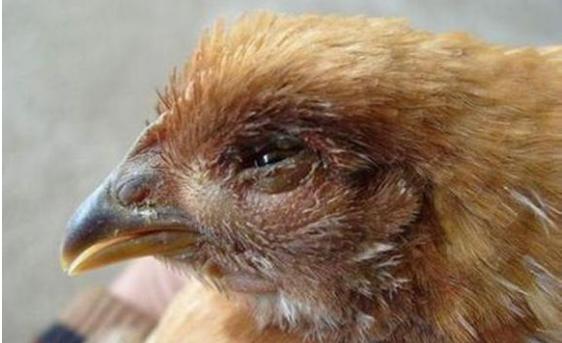 鸡慢呼吸道病怎么防治,鸡春季呼吸道病该怎么预防