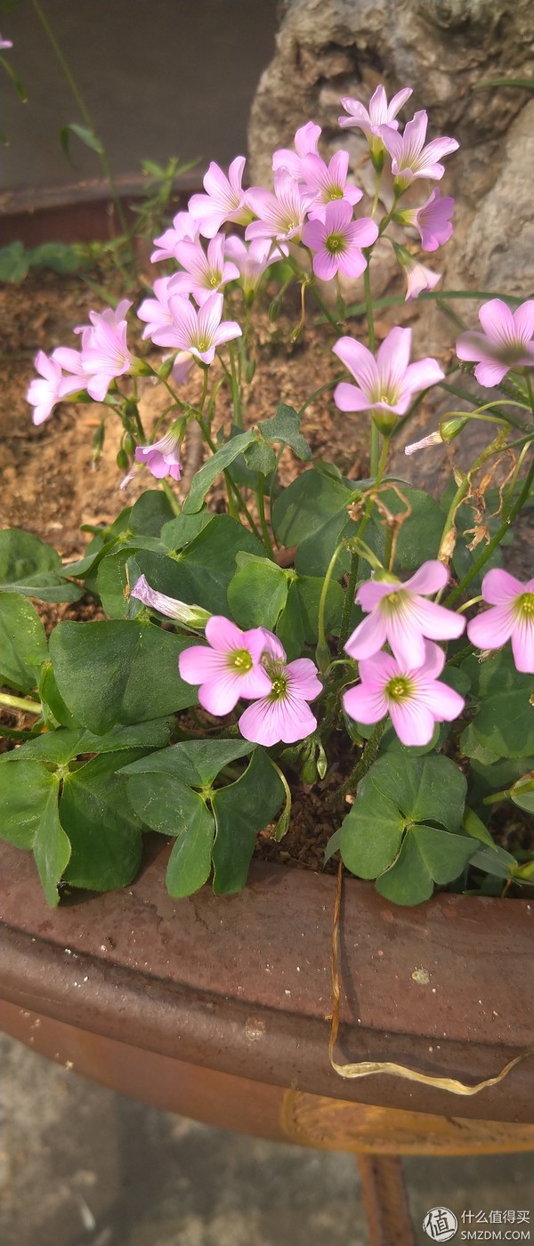 索尼xperia10plus使用感受,索尼xperia10plus值不值得入手