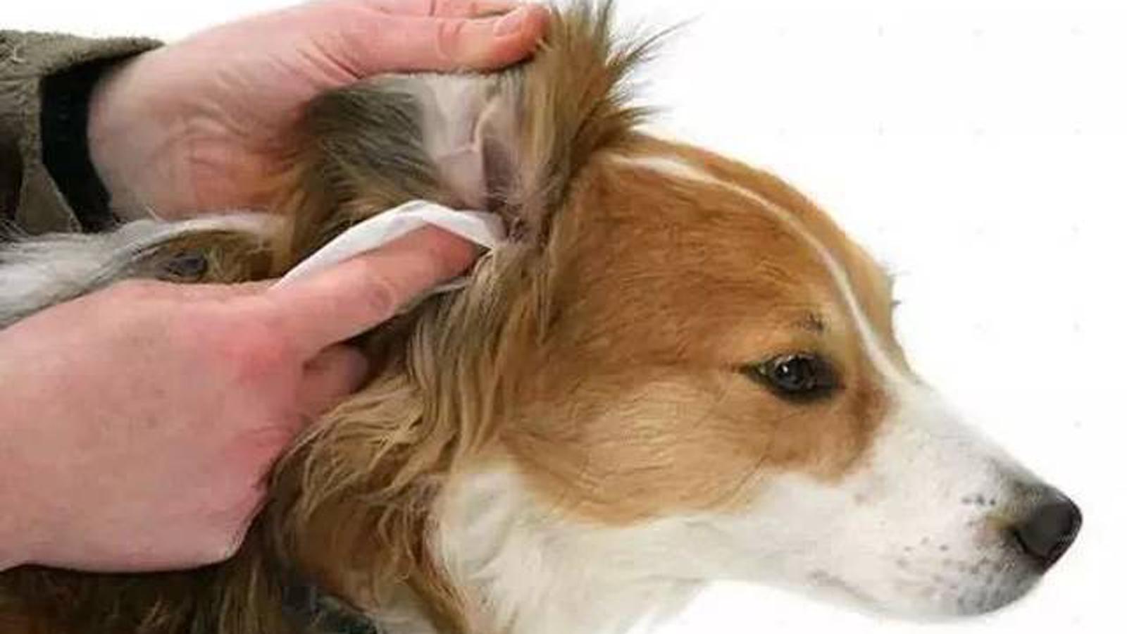 狗体臭,狗体臭是什么原因引起