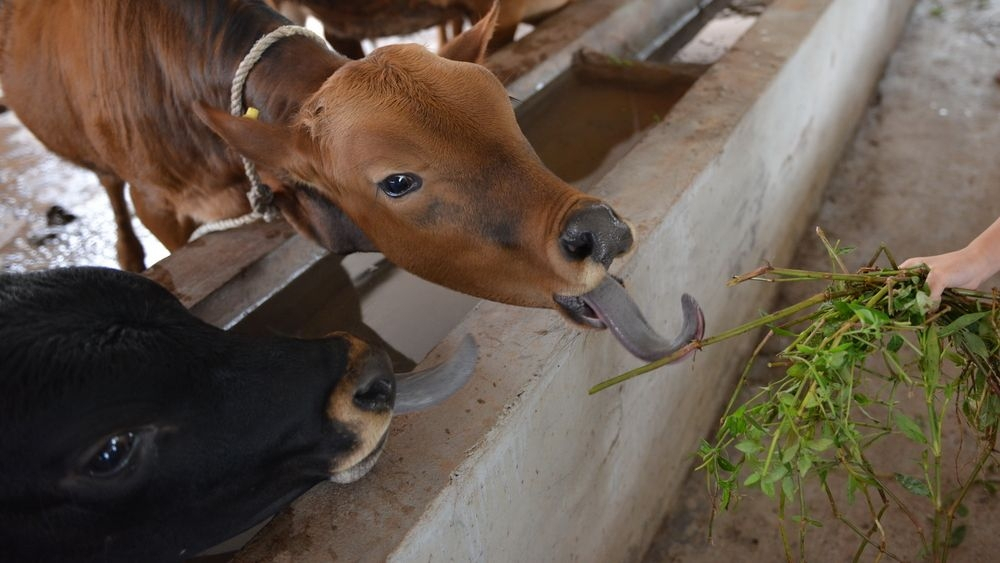 牛总是吐白沫怎么回事,牛总是嘴上流白沫怎么回事