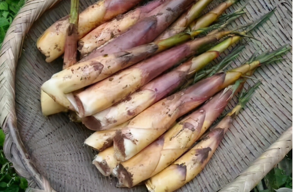 生长在深山老林，比苦瓜还苦，初春又上市，1斤20元，值得去采