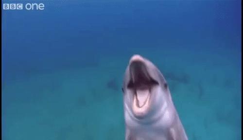 各国秘密间谍行动,各国间谍战有多凶险