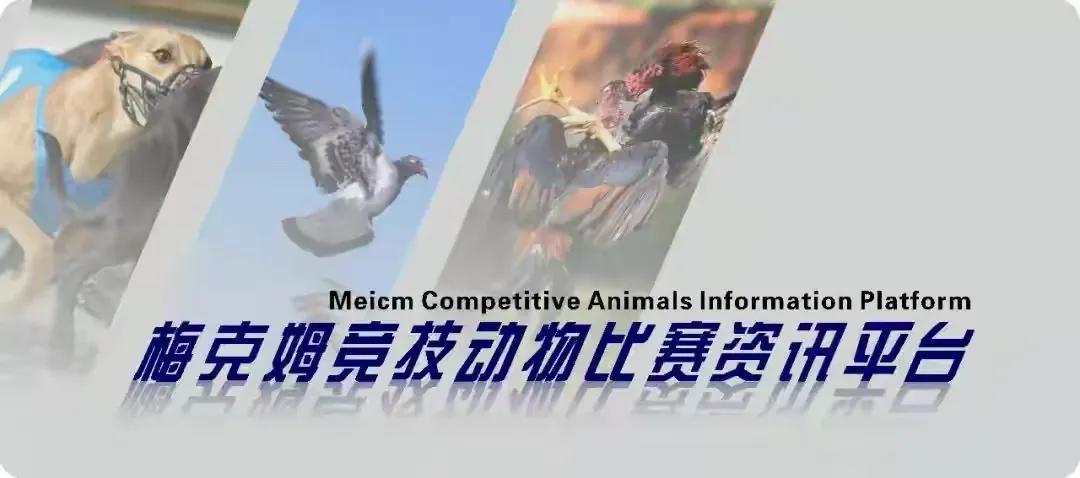 幼鸽怎么预防鸽痘,如何处理幼崽鸽子