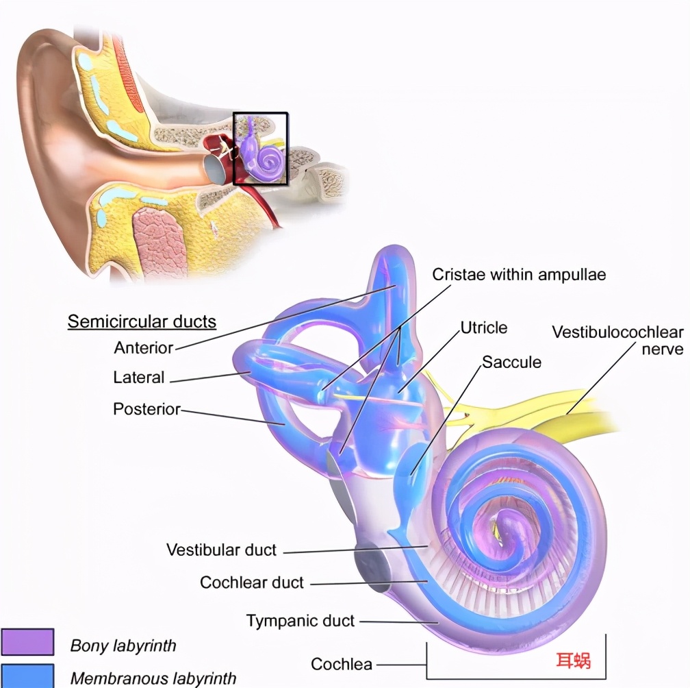 人工神经网络应用语音生成和识别,基于神经网络的语音识别