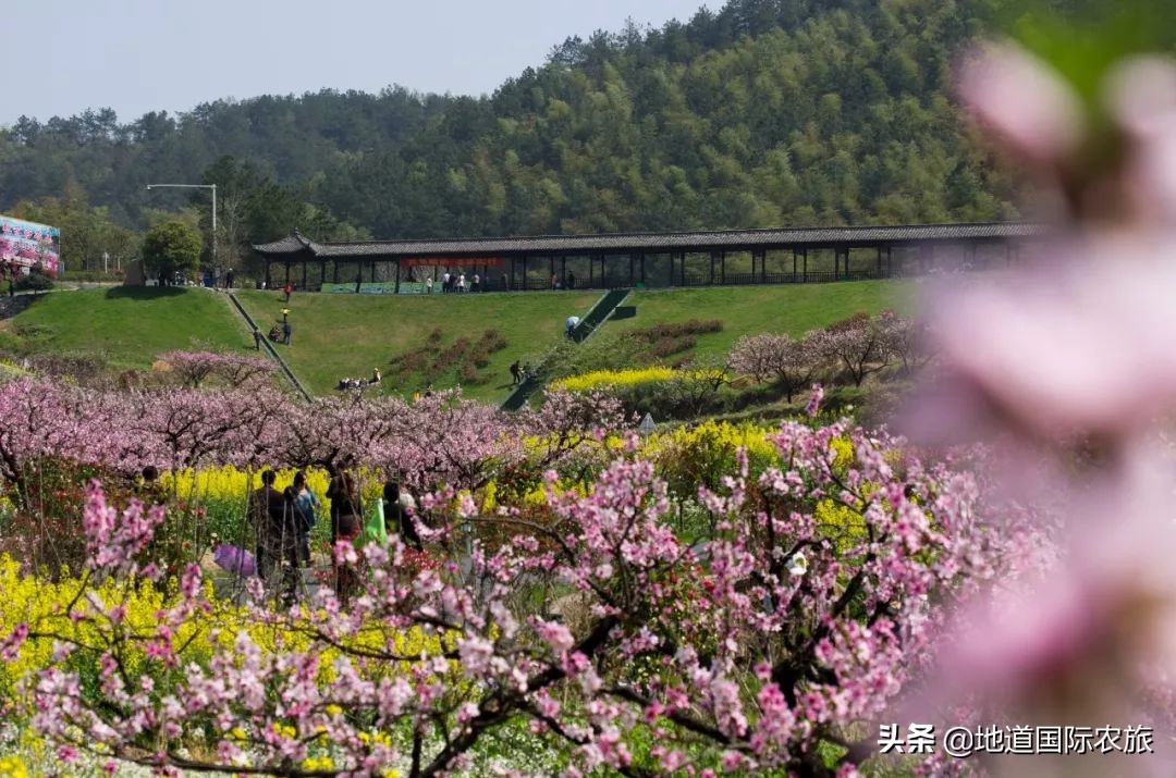 无锡田园东方蜜桃度假村,无锡田园东方蜜桃村怎么样
