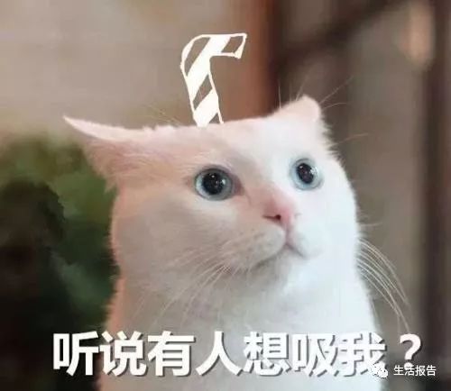 仅8.2%的猫粮符合标准！你是个合格的铲屎官么？