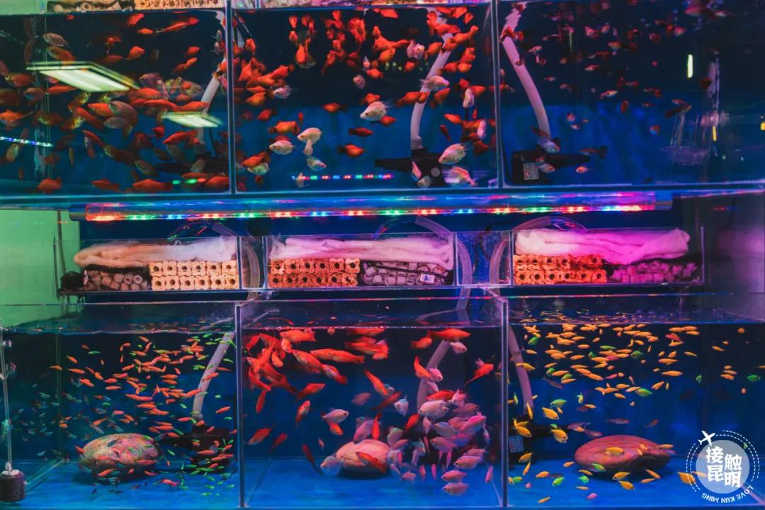 逛逛园博花鸟市场,园博花鸟市场攻略