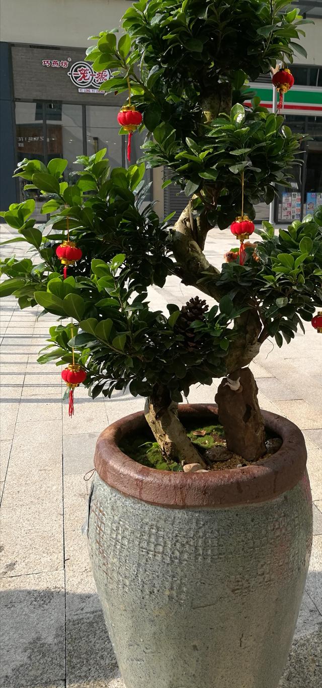 开业送什么植物花卉盆栽,店开业送什么盆栽植物大气