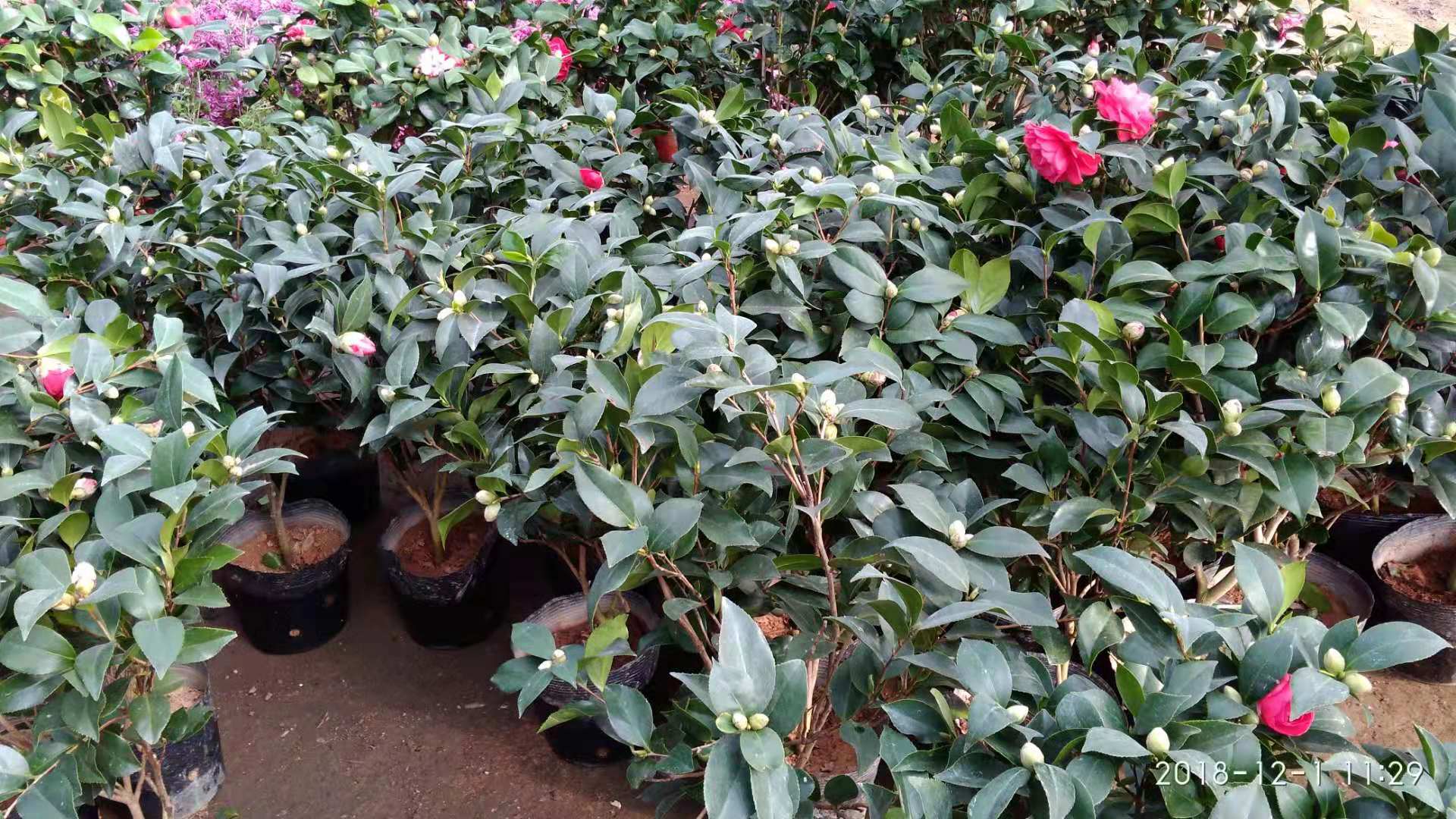 沈阳花卉市场扔花的地方,沈阳花卉市场