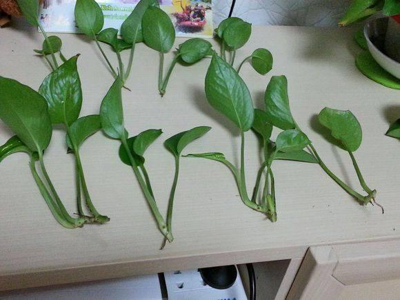 不会扦插的花怎么办,不会养花只养绿萝