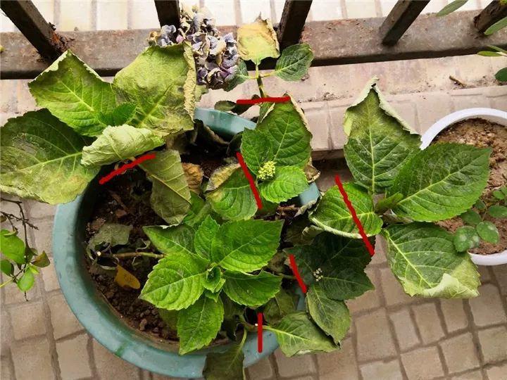 月季常见病害图解,月季枝干高花苞小怎么办