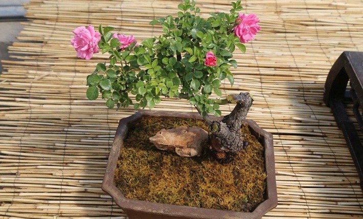 紫薇盆景好养吗耐寒吗,紫薇盆景有观赏性吗