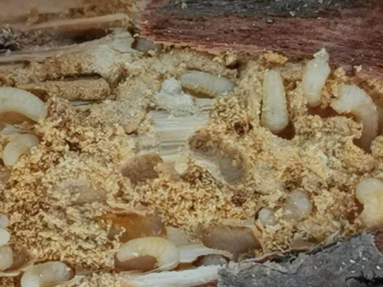 华东地区常见蛀干害虫识别与防治,法桐双齿长蠹钻蛀害虫的防治方法