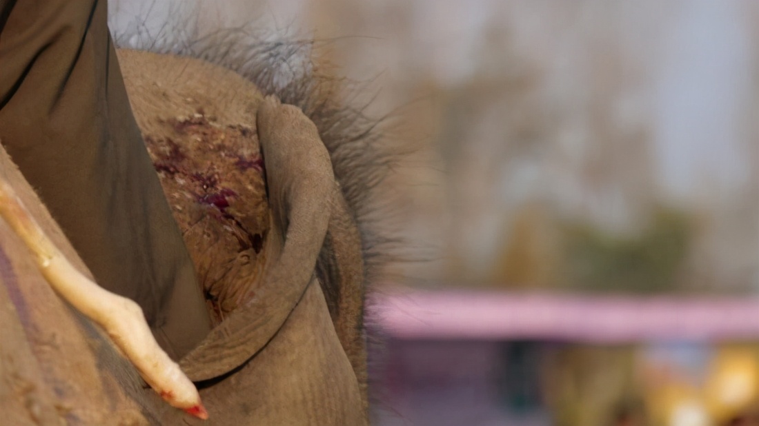 大象足球大赛,大象足球赛