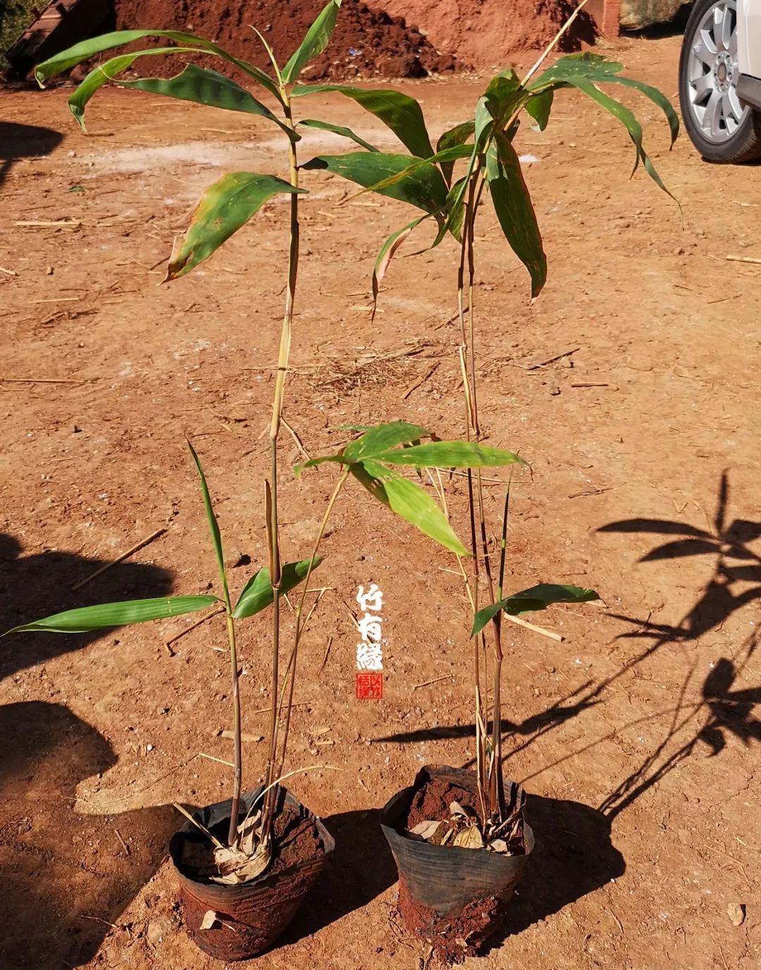 巨龙竹种多久成材,养龙竹风水