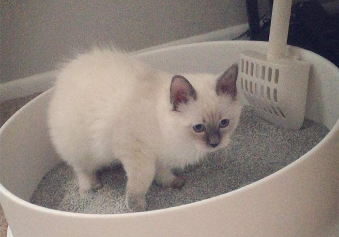 猫咪乱拉乱尿是报复主人吗,猫咪报复性乱尿的症状