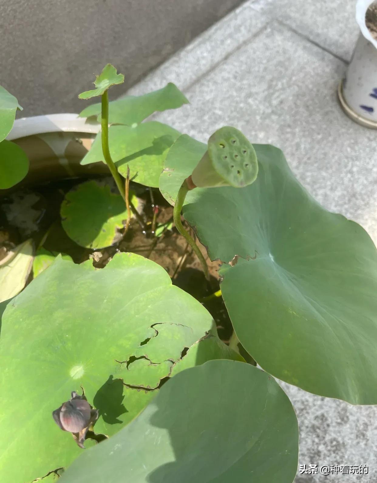 碗莲长出八个叶子什么时候能开花,碗莲叶子怎么竖不起来老浮在水面