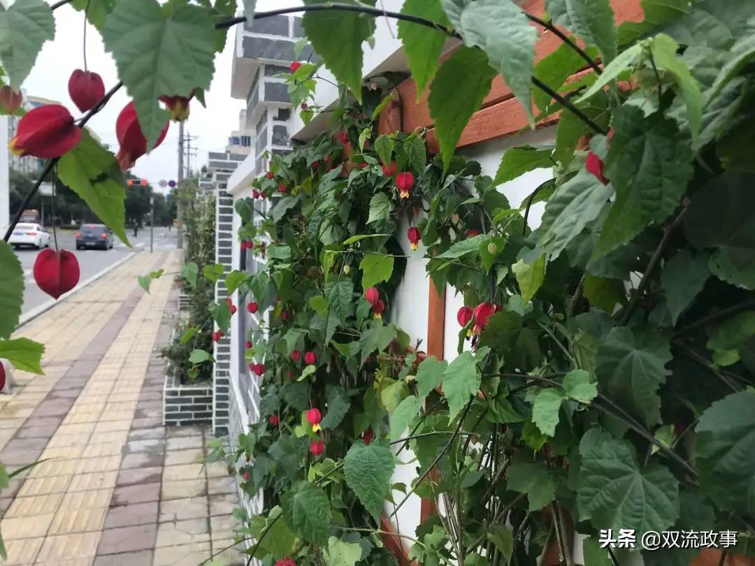 双流美丽公园城市,成都双流湿地公园美景