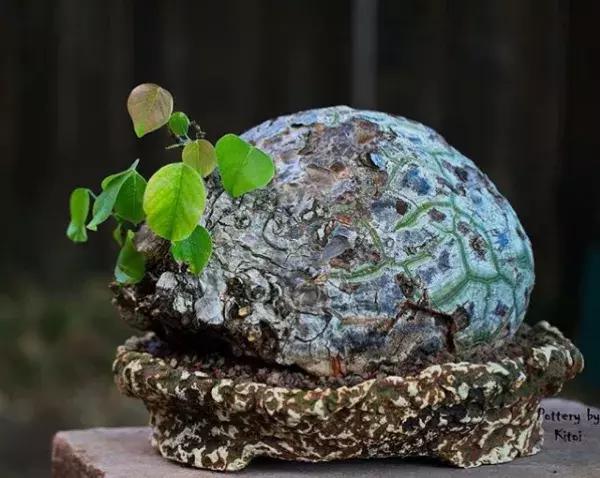 43岁大叔六年养多肉,大叔养各种各样的多肉