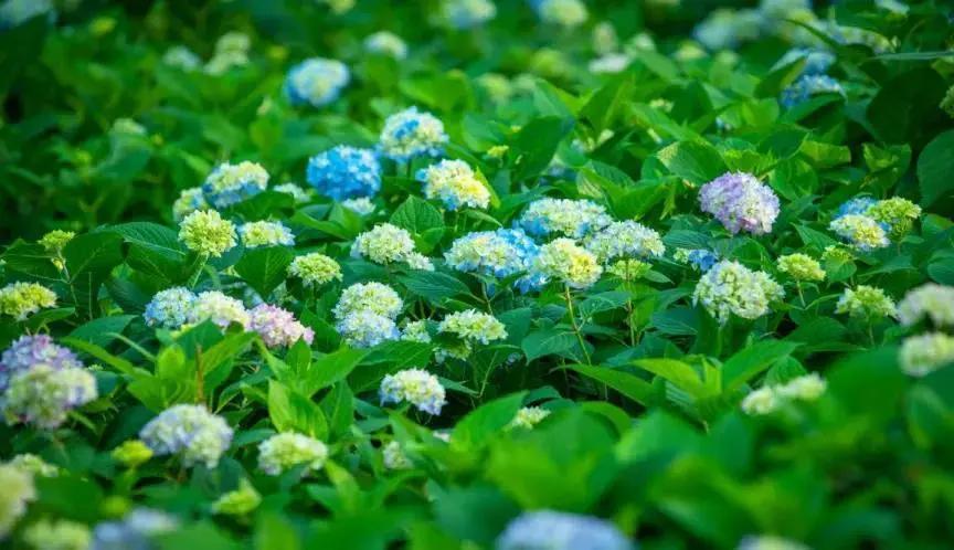 美美美!余杭七大花海组团来袭,遍地繁花好似人间仙境