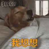 被宠物狗咬伤后的正确处理方法,狗咬伤处理指南