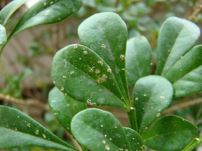 米兰花大量掉叶子怎么解决,米兰花掉叶子怎么办