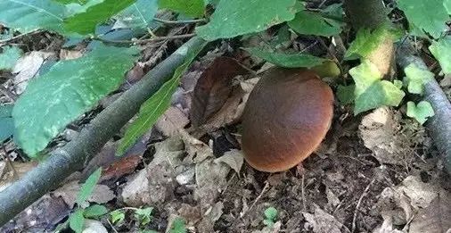 外国人有蘑菇吃吗,外国人吃中国蘑菇