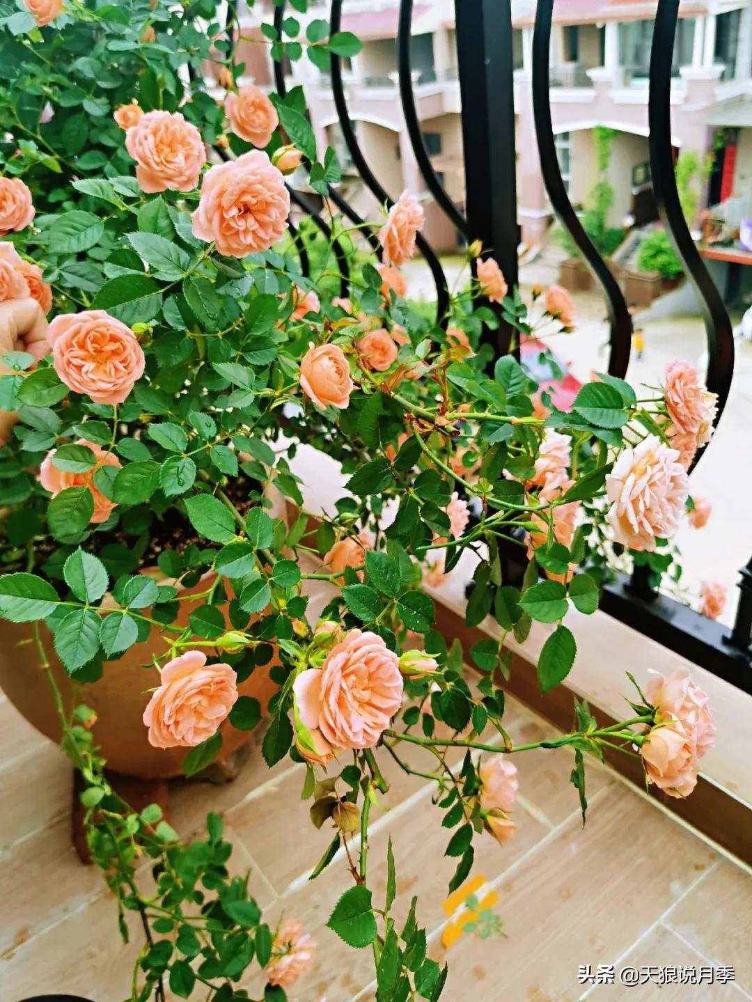 月季春季第一波花要不要剪,月季春季第一波花开后嫁接