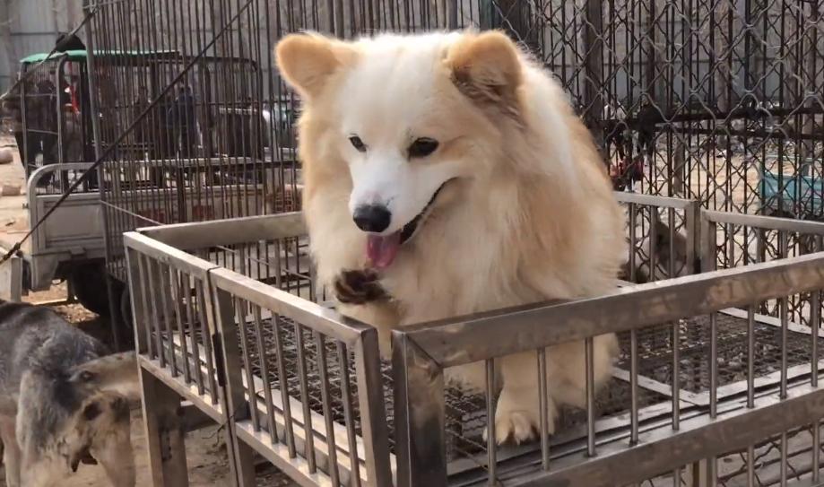 柯基杂交幼犬出售100元以下,河南柯基配种在哪里找配偶