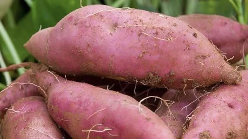 六安纯红薯粉粒|严选新鲜红薯，多份健康，多份安心