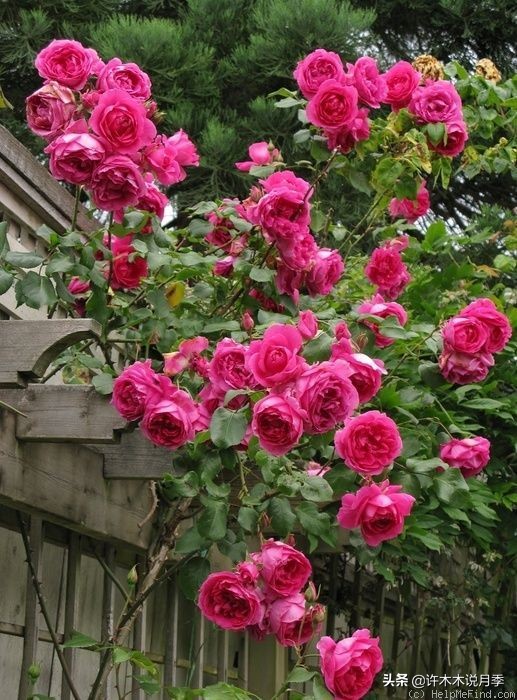 四季开花勤花月季,最好养最勤花的月季