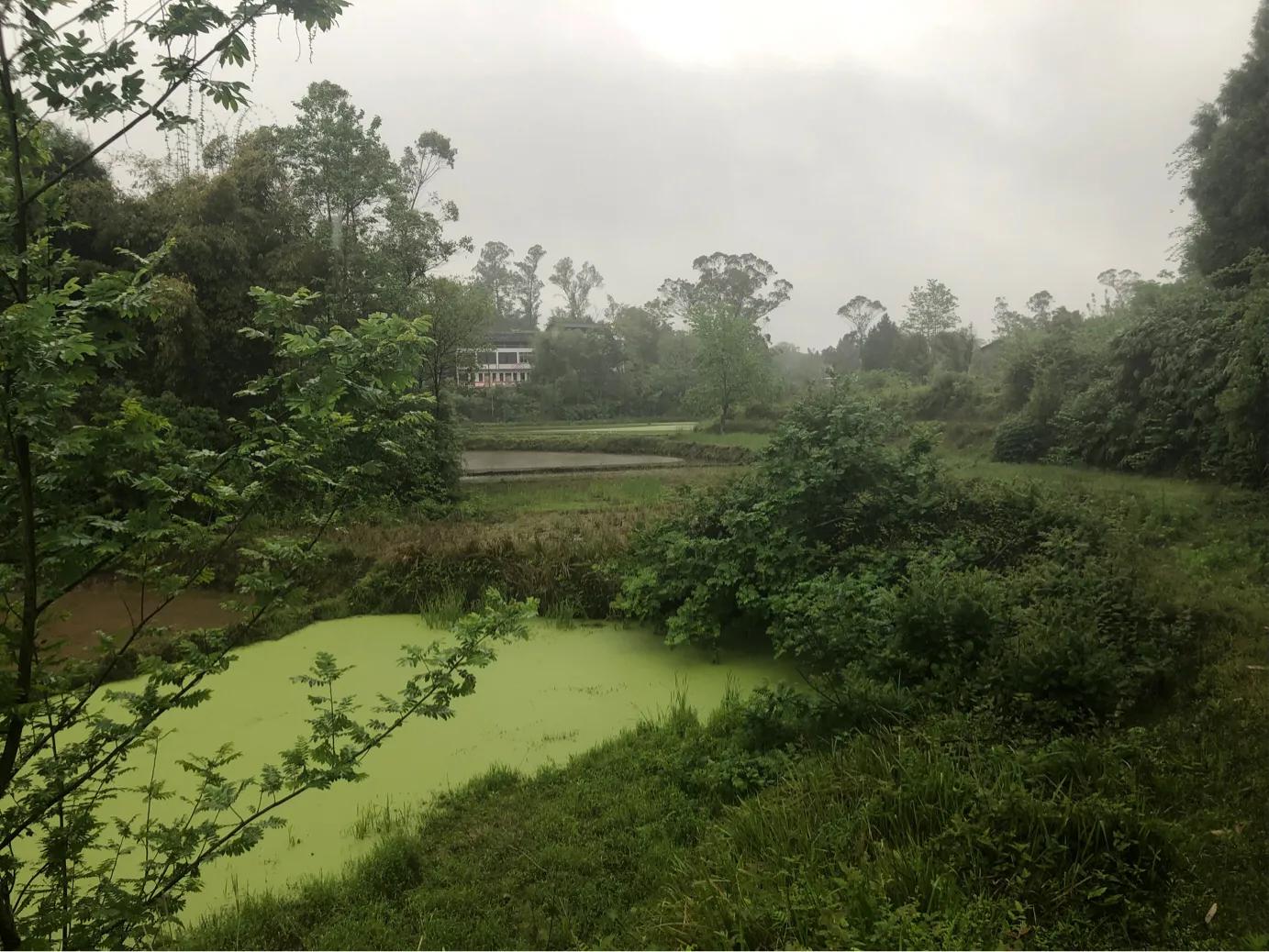 马家岩紫色花树,马家岩宜居
