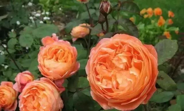 100种玫瑰图片大全,介绍100种不同品种的玫瑰视频