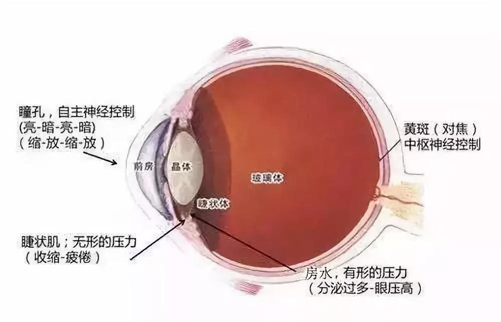 广告上的近视手术是真的吗,可以治疗近视的广告是真的吗