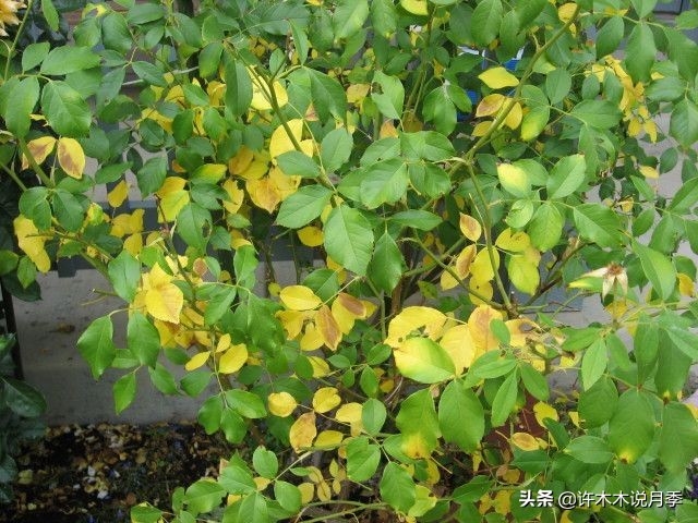 月季芽点都枯了月季还能活吗,月季枯萎了还能救活吗