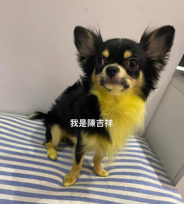 吉娃娃被主人罚,吉娃娃被主人罚站