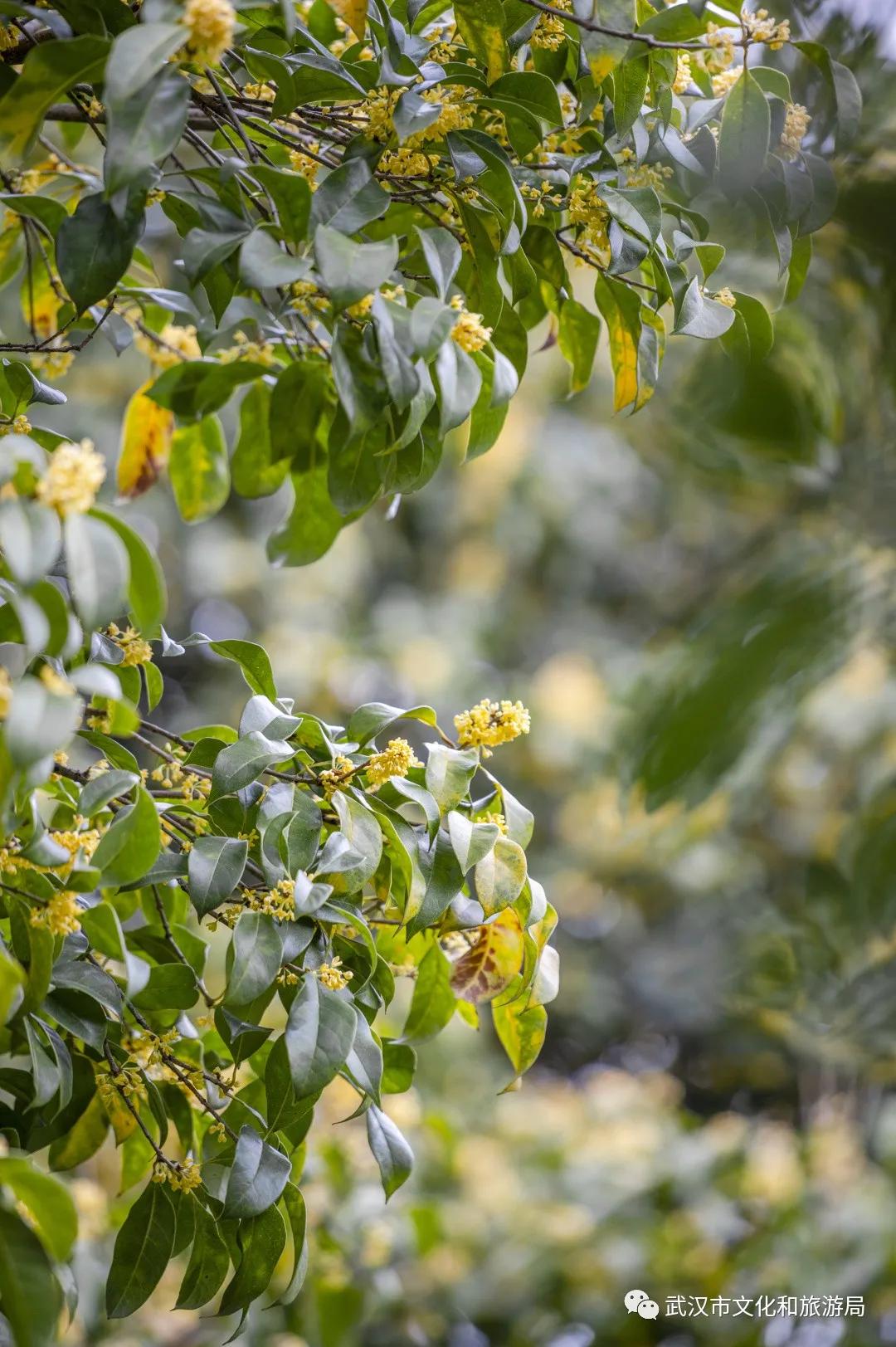 武汉的桂花，香了「美文|科普|导游」