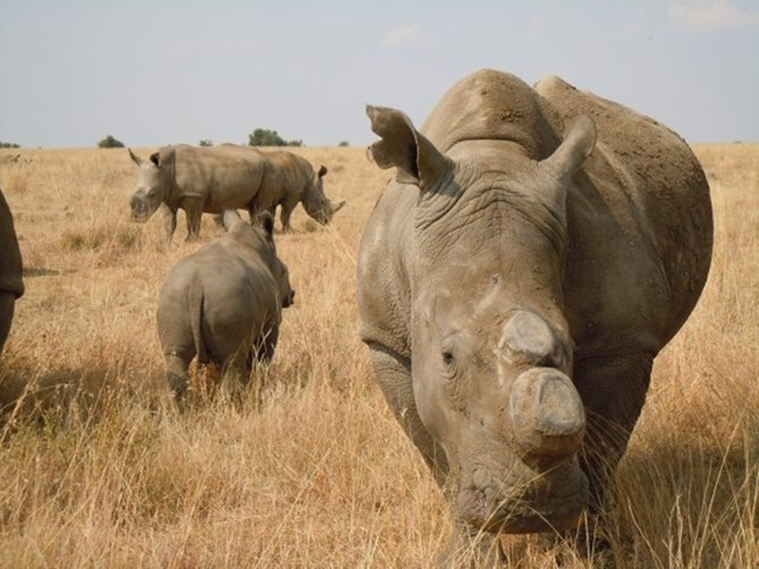 犀牛角为什么要提前锯掉,为什么要把犀牛角割下来