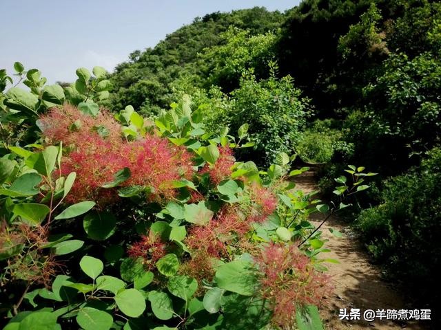 游玩北京香山公园之行,7月的北京香山公园图片