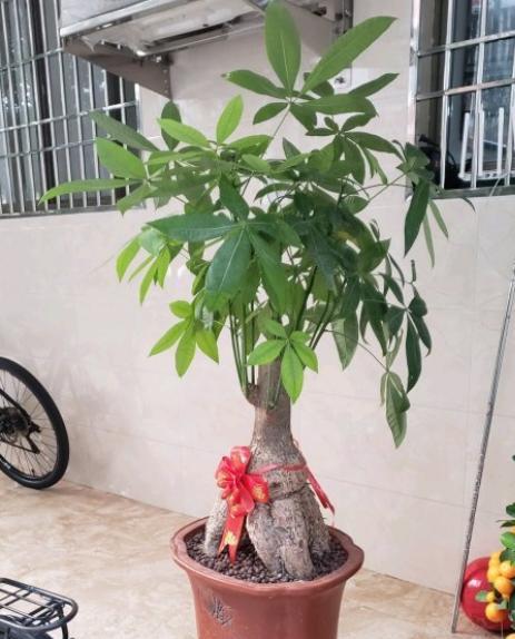 盆栽发财树怎么养长得好,发财树施什么肥叶绿根壮