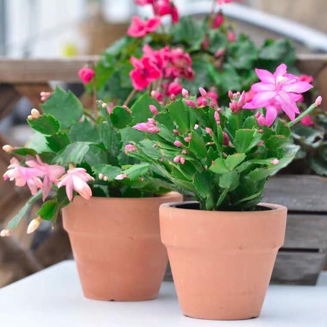 蟹爪兰花谢后上什么肥,蟹爪兰花谢后长出的新芽怎么办