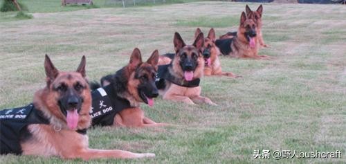 想找野外好友？那你一定要了解它们