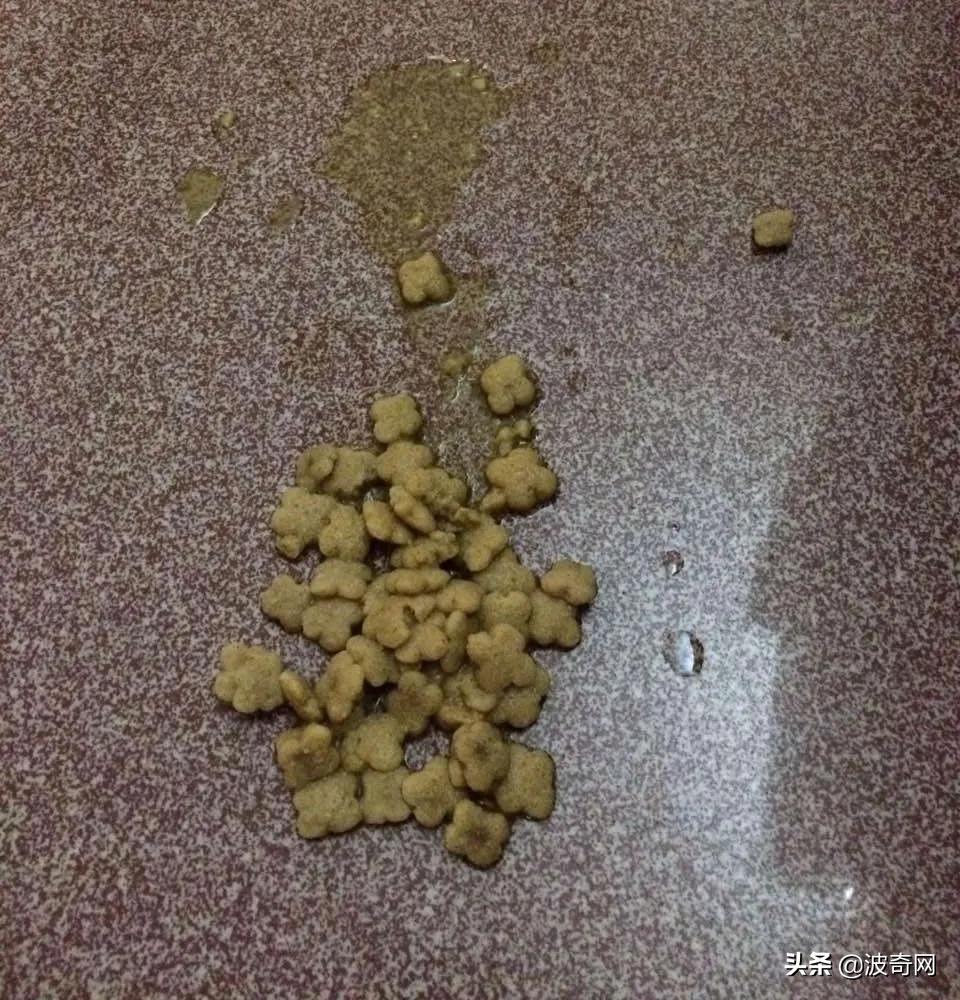 猫一直吐是什么原因引起的,母猫和小猫都呕吐是什么原因